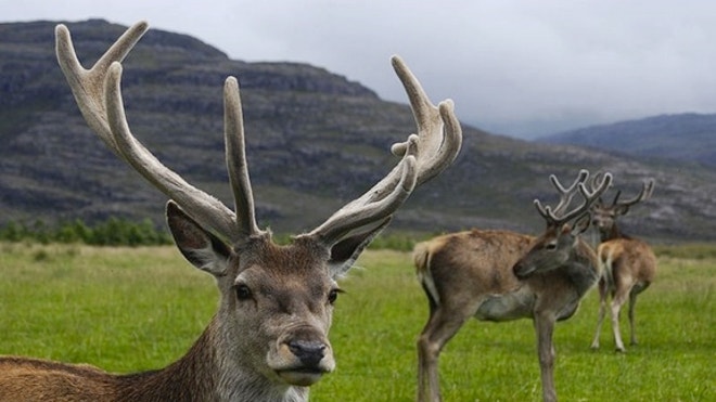Deer Antlers.JPG